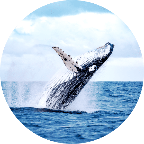 whale